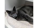 Adopt Stewart a Domestic Short Hair