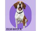 Adopt Oscar Mayer Jr. - IN FOSTER a Hound