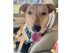 Adopt Scooby a Golden Retriever, Shepherd