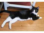 Adopt Elliot a Domestic Short Hair