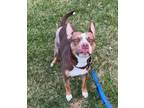 Adopt Rudolph (Rudy) a Pit Bull Terrier