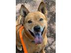 Adopt Hunter a Cattle Dog, Shiba Inu