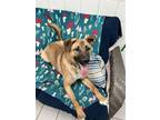 Adopt DASHER a German Shepherd Dog