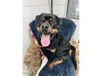 Adopt CREED a Rottweiler