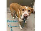 Adopt Beeson A2 AVAILABLE a Pit Bull Terrier