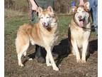 Adopt Polo and Marco (Photos 3/4/2024) (Marco in Foster-to-Adopt) a Husky