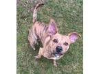 Adopt Tazz a Terrier