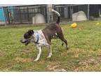 Adopt Bailey-I am at the Prison Training Program! a Australian Cattle Dog / Blue