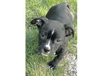 Adopt Hydro a Pit Bull Terrier
