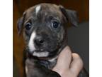Adopt Rtic a Pit Bull Terrier