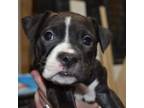 Adopt Solo a Pit Bull Terrier