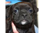 Adopt Dart a Pit Bull Terrier