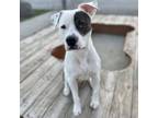 Adopt Pete a American Staffordshire Terrier