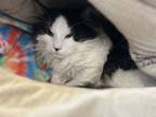 Adopt Lear a Domestic Short Hair