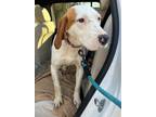 Adopt Bear a Beagle, Coonhound