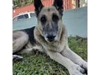 Adopt Baldrik a German Shepherd Dog
