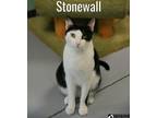 Adopt Stonewall a Domestic Short Hair