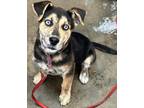 Adopt Hiccup - GONE ON TRIAL a Shepherd, Husky