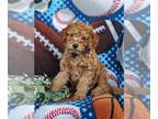 Goldendoodle (Miniature) PUPPY FOR SALE ADN-765487 - Sweet F1b Mini Goldendoodle