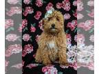 Poodle (Toy) PUPPY FOR SALE ADN-765488 - Adorable Toy Poodle Puppy