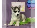 Siberian Husky PUPPY FOR SALE ADN-765398 - Mias Limited puppy 1 female