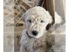 Goldendoodle-Poodle (Standard) Mix PUPPY FOR SALE ADN-765275 - Goldendoodle