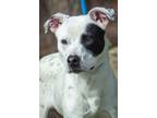 Adopt Piney "Bristol a Pit Bull Terrier