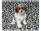 Lhasa-Poo PUPPY FOR SALE ADN-765204 - Lexi