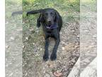 Labrador Retriever PUPPY FOR SALE ADN-765294 - Maggie