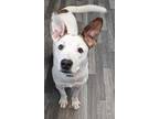 Adopt Wichita a Pit Bull Terrier