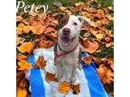 Adopt Petey a Pit Bull Terrier