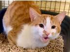 Adopt FEZ (Neutered!) a Tabby, Domestic Short Hair