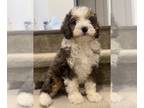 Miniature Bernedoodle PUPPY FOR SALE ADN-765461 - Prefect Merle Color