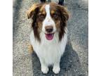 Adopt Benji a Australian Shepherd