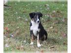 Border Collie PUPPY FOR SALE ADN-765208 - ABCA Border Collie For Sale Warsaw OH