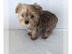 Yorkshire Terrier PUPPY FOR SALE ADN-765216 - Mini caramel