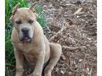 Cane Corso PUPPY FOR SALE ADN-765444 - Cane Corso Puppy