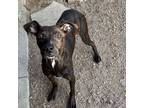 Adopt Jonathan A201007 a Pit Bull Terrier