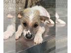 Chinese Crested PUPPY FOR SALE ADN-765346 - Male Chinese Crested
