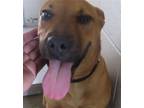 Adopt REVAN a Pit Bull Terrier, Mixed Breed