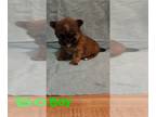 Mal-Shi PUPPY FOR SALE ADN-765490 - Malshi babies