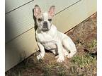 French Bulldog PUPPY FOR SALE ADN-765273 - Frenchie