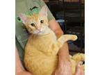 Adopt Mac N Cheese a Tabby, Domestic Short Hair