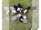 Miniature American Shepherd PUPPY FOR SALE ADN-765491 - ASDR Mini Aussies