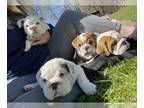 Bulldog PUPPY FOR SALE ADN-765319 - Hampton Bulldogs