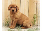 Labrador Retriever PUPPY FOR SALE ADN-765504 - FOX RED CREAM YELLOW CHOCOLATE