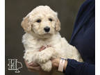Goldendoodle PUPPY FOR SALE ADN-765363 - Country Goldendoodles F1B