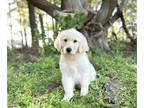 Golden Retriever PUPPY FOR SALE ADN-765446 - AKC Light Golden Retriever Puppies