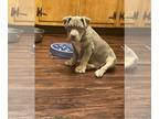 American Bully PUPPY FOR SALE ADN-765190 - B2B low standard American bullies