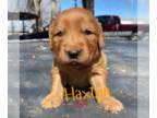 Golden Retriever PUPPY FOR SALE ADN-765406 - AKC Dark Golden Retrievers